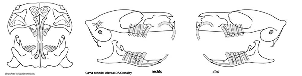 Een schematisch overzicht van een cavia schedel, plaatjes zijn van D.A. Crossley
